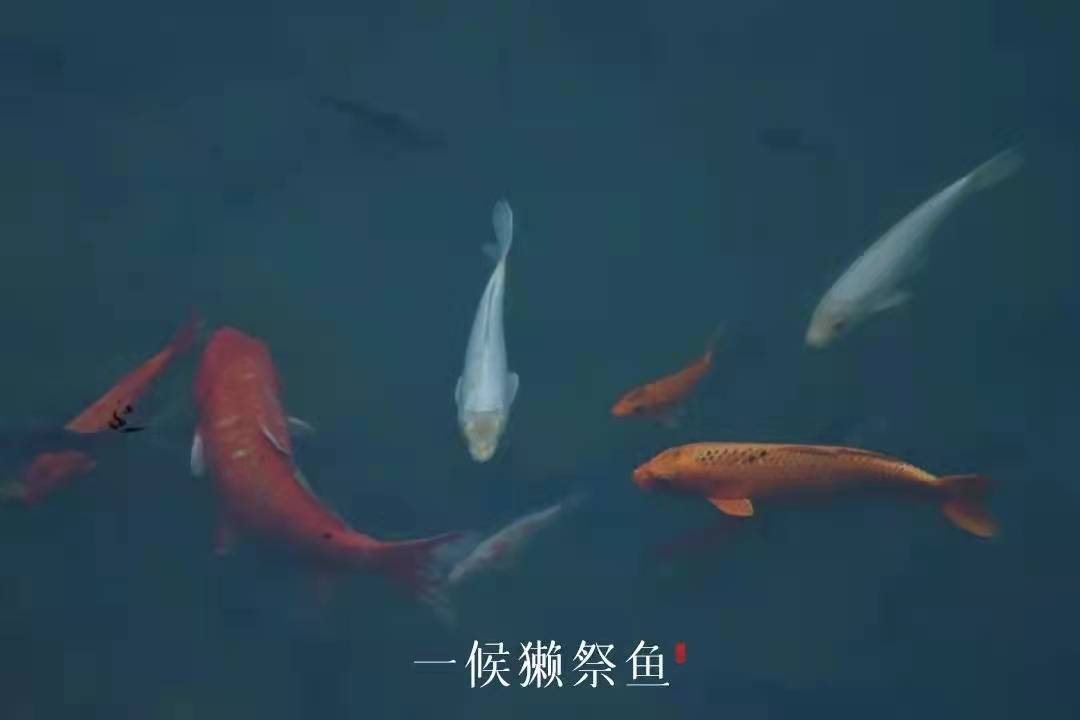 一候.jpg